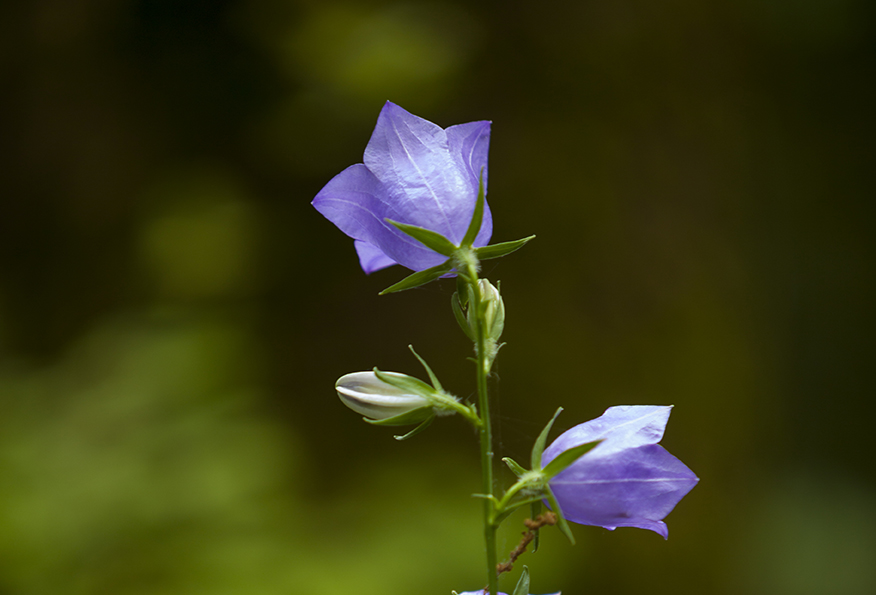 Les flors de Verdaguer